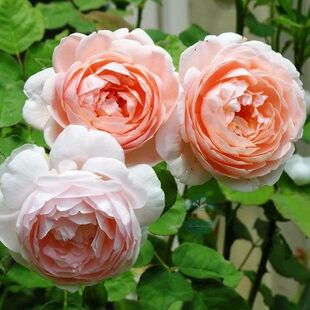新品 安布里奇 月季花苗 奥斯汀重瓣包子型浓香月季 庭院阳台盆栽