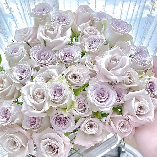 新品 海洋之星 月季花苗 大花灌木重瓣直立切花月季 庭院阳台盆栽