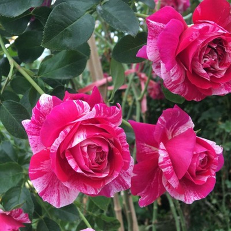 藤本 伊蕾莎斯特 月季花苗大花条纹爬墙灌木阳台庭院绿植盆栽花卉