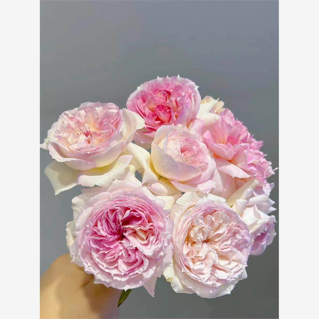 新品 梦幻曲 月季花苗 渐变粉灌木多头勤花月季 阳台庭院盆栽,鲜花速递/花卉仿真/绿植园艺,月季/蔷薇/玫瑰,淘宝优惠券,粉丝福利购,淘宝优惠卷