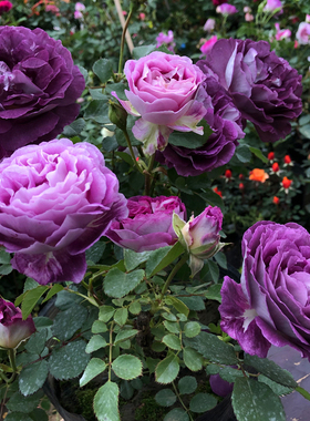 合唱团/哈德斯菲尔德月季花苗 大花浓香紫色丰花阳台庭院盆栽好养