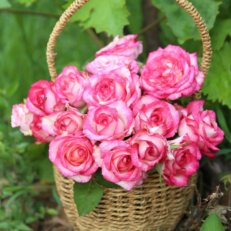 新品 诱惑 月季花苗 大花灌木多头切花勤花月季 庭院阳台盆栽花卉