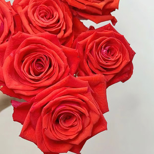 摩羯座 花苗切花灌木大花勤花玫瑰 花火 月季 庭院阳台 红娃 新品