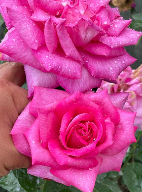 新品 诉说 花园皇后 月季花苗德国科德斯 大花浓香灌木勤花月季