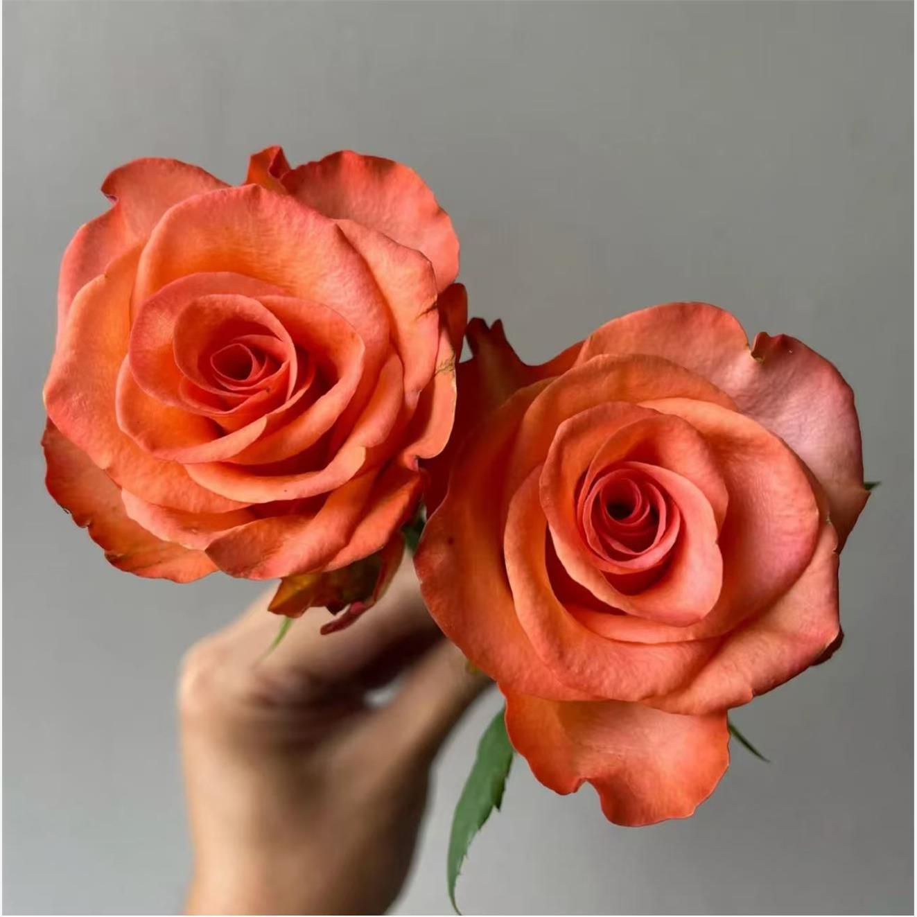 新品 东华 月季花苗 大花灌木直立勤花 玫瑰 阳台庭院盆栽植物