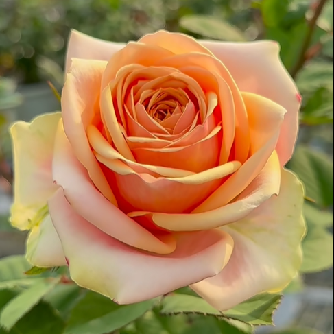 新品 股息 月季花苗 大花灌木高杯直立抗性好庭院阳台月季盆栽