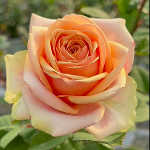 新品 股息 月季花苗 大花灌木高杯直立抗性好庭院阳台月季盆栽