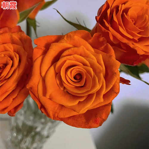 新品 朝霞 月季花苗橘红色重瓣高杯大花灌木切花玫瑰庭院阳台盆栽