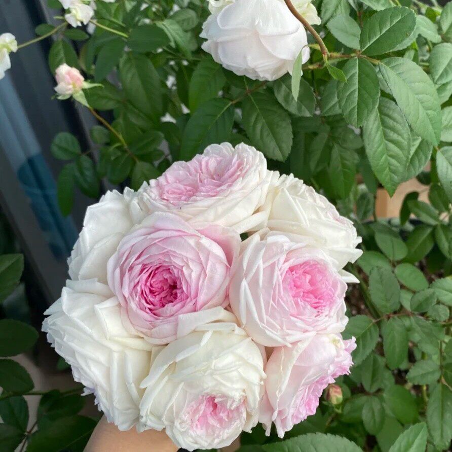 粉妆楼/玉玲珑 中国古老月季花苗 多花灌木浓香勤花 阳台庭院盆栽