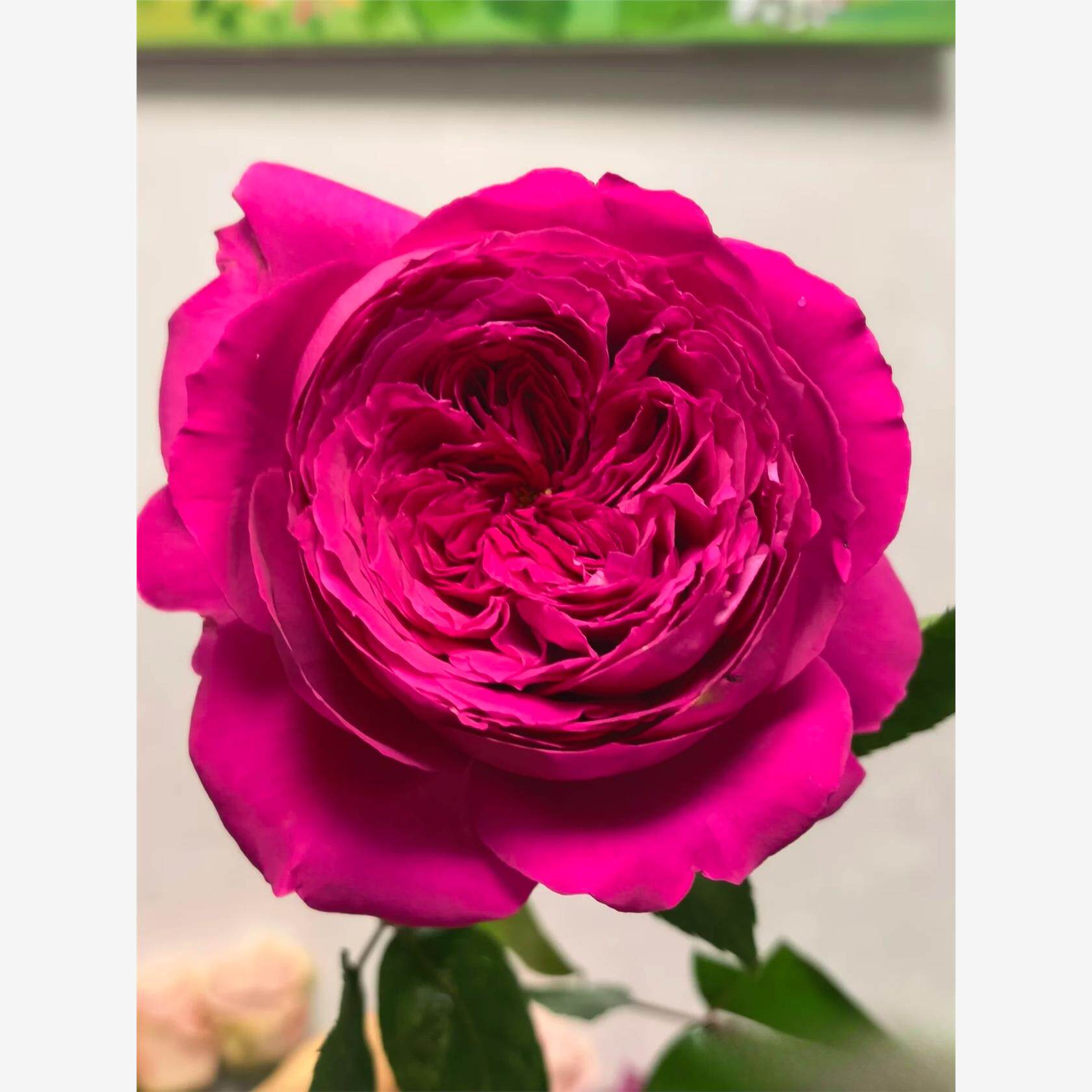 新品 赫蒂 月季花苗 奥斯汀大花灌木重瓣 直立切花月季盆栽,鲜花速递/花卉仿真/绿植园艺,月季/蔷薇/玫瑰,淘宝优惠券,粉丝福利购,淘宝优惠卷