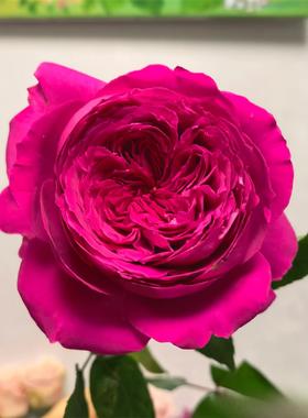 新品 赫蒂 月季花苗 奥斯汀大花灌木重瓣 直立切花月季盆栽