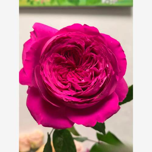 新品 赫蒂 月季花苗 奥斯汀大花灌木重瓣 直立切花月季盆栽