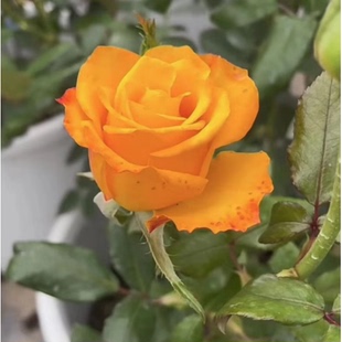 新品 酷热 月季花苗 肯尼亚切花玫瑰大花高杯直立庭院阳台盆栽