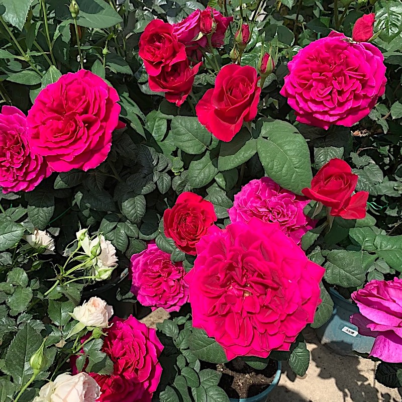 日月 蛇蝎美人 月季花苗 大花浓香切花灌木勤花月季 庭院阳台盆栽