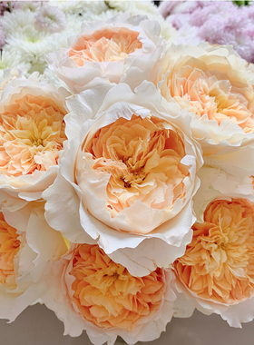 新品 艾菲 月季花苗大花奥斯汀玫瑰庭院阳台盆栽切花灌木淡香勤花