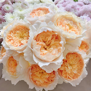 新品 艾菲 月季花苗大花奥斯汀玫瑰庭院阳台盆栽切花灌木淡香勤花