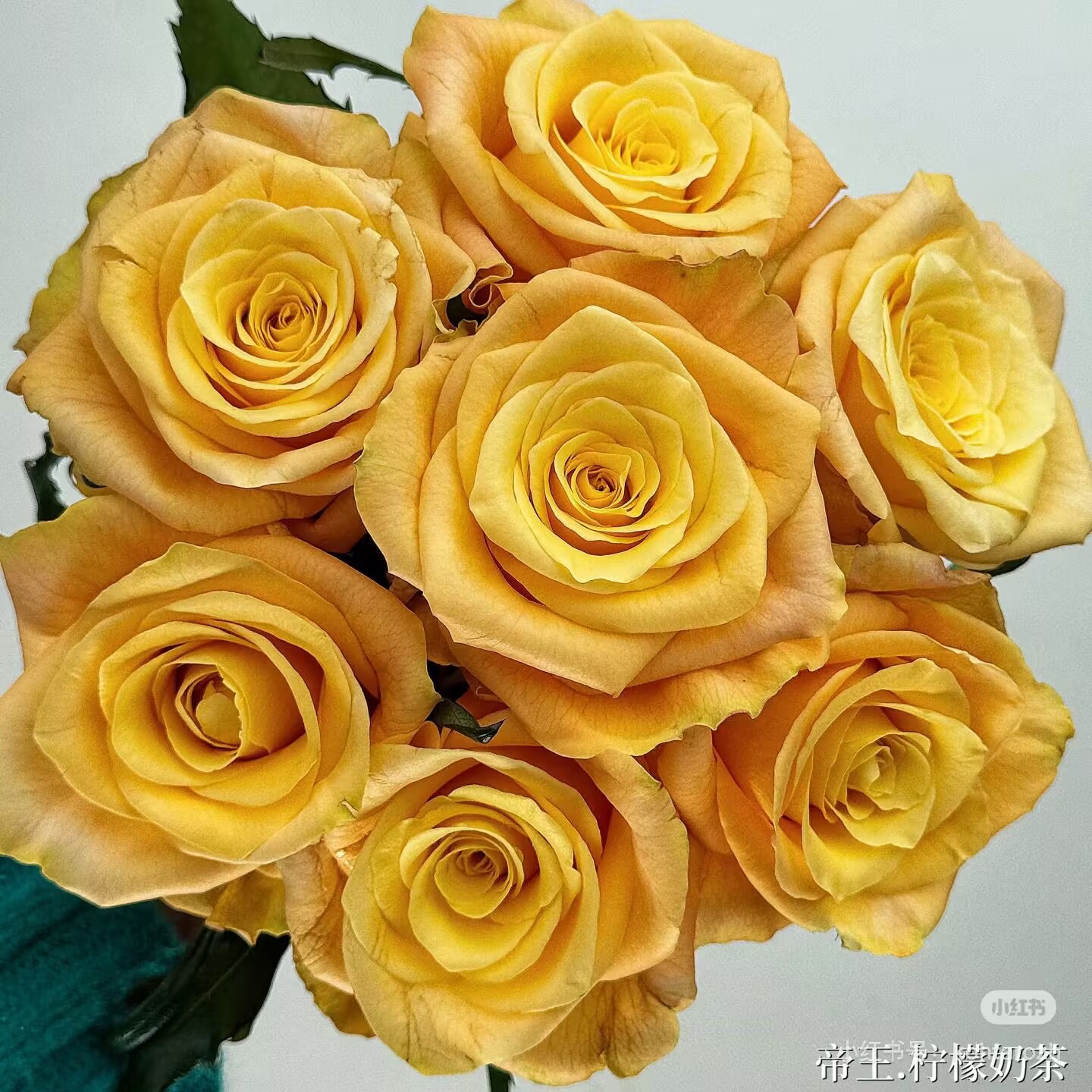 新品 柠檬奶茶 月季花苗 大花重瓣灌木切花直立耐热庭院阳台盆栽