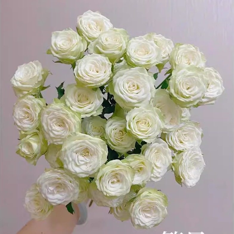 新品 繁星泡泡 月季花苗玫瑰多头切花灌木勤花 庭院阳台盆栽花卉