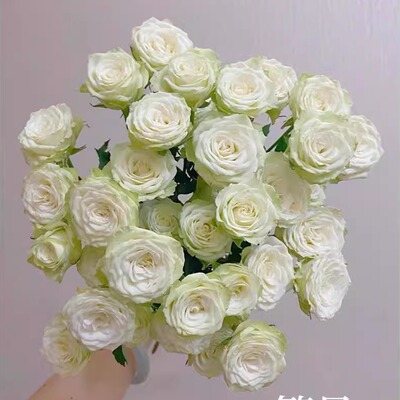 新品 繁星泡泡 月季花苗玫瑰多头切花灌木勤花 庭院阳台盆栽花卉