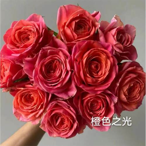 新品 橙色之光 月季花苗 大花灌木勤花直立切花玫瑰阳台庭院盆栽
