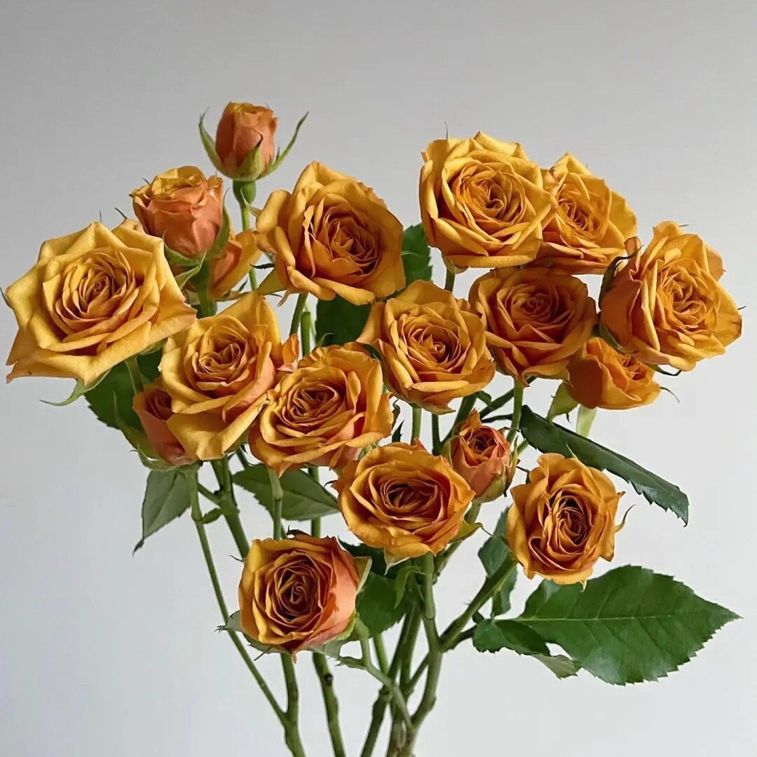 新品 藏红花 月季花苗 重瓣灌木大花切花直立月季 庭院阳台盆栽