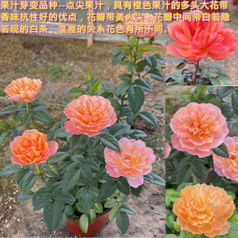 新品 点尖果汁 月季花苗 果汁芽变花瓣带美人尖有白色条纹 月季