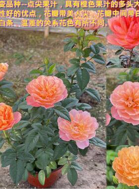 新品 点尖果汁 月季花苗 果汁芽变花瓣带美人尖有白色条纹 月季