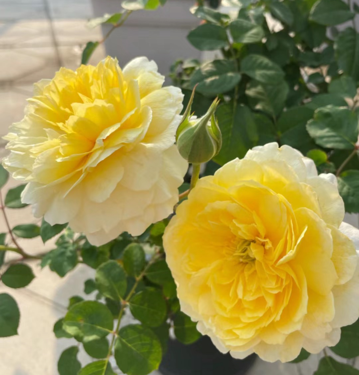 新品 掬水月 月季花苗 大花灌木勤花淡香玫瑰 庭院阳台花卉盆栽