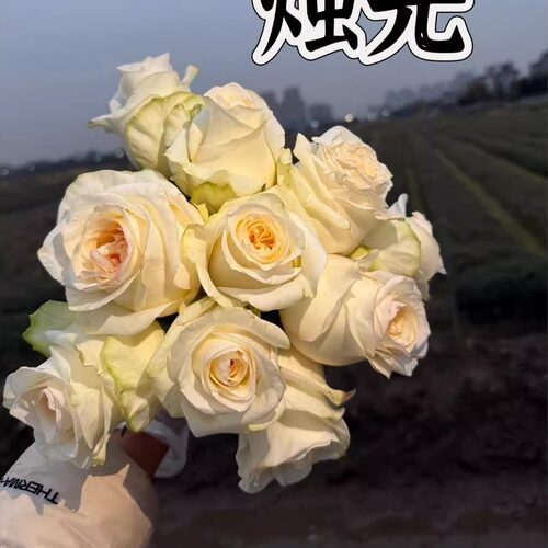 白烛光 月季花苗大花灌木直立勤花重瓣切花玫瑰庭院阳台盆栽