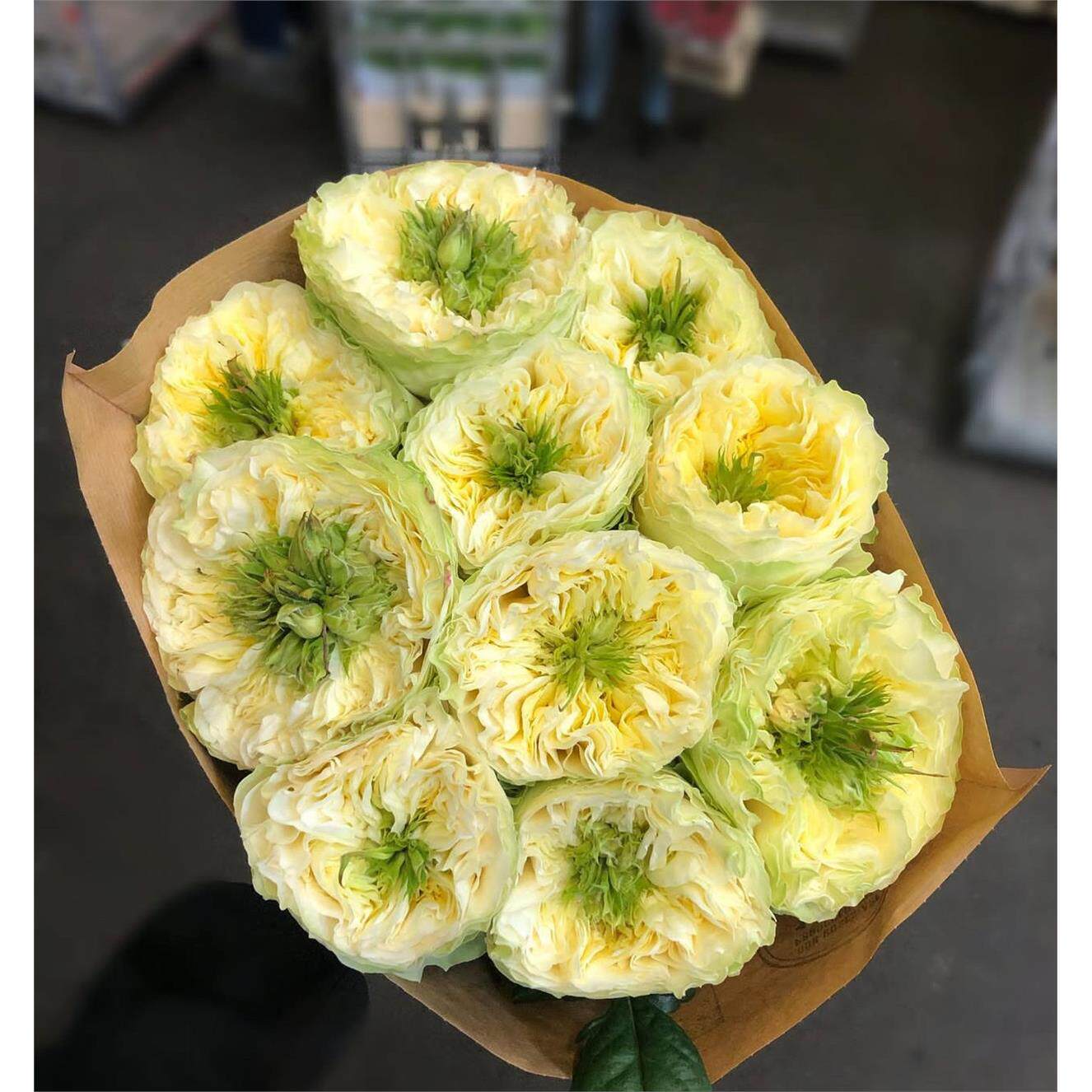 新品 索斯伯尔山 月季花苗 奥斯汀包子型切花月季 庭院阳台盆栽