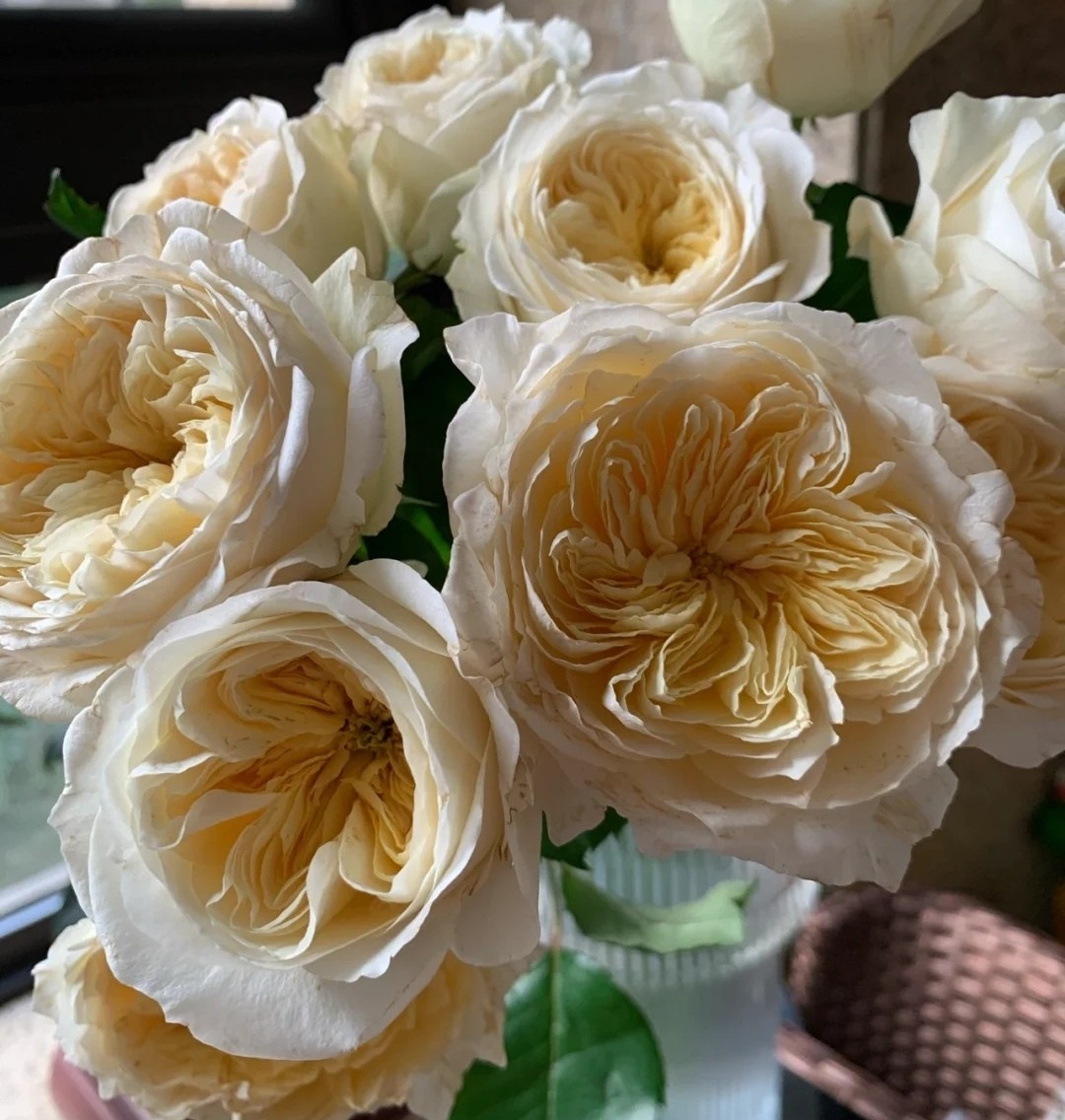 新品 皇家园林 月季花苗 荷兰玫瑰勤花灌木大花月季 庭院阳台盆栽