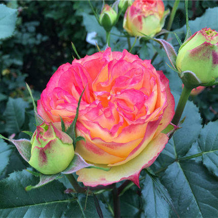 新品灌木德国稀有 橙色绒球 月季花苗切花玫瑰丰花耐热花开不断