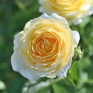 新品 金丘 月季花苗切花大花直立庭院阳台盆栽勤花