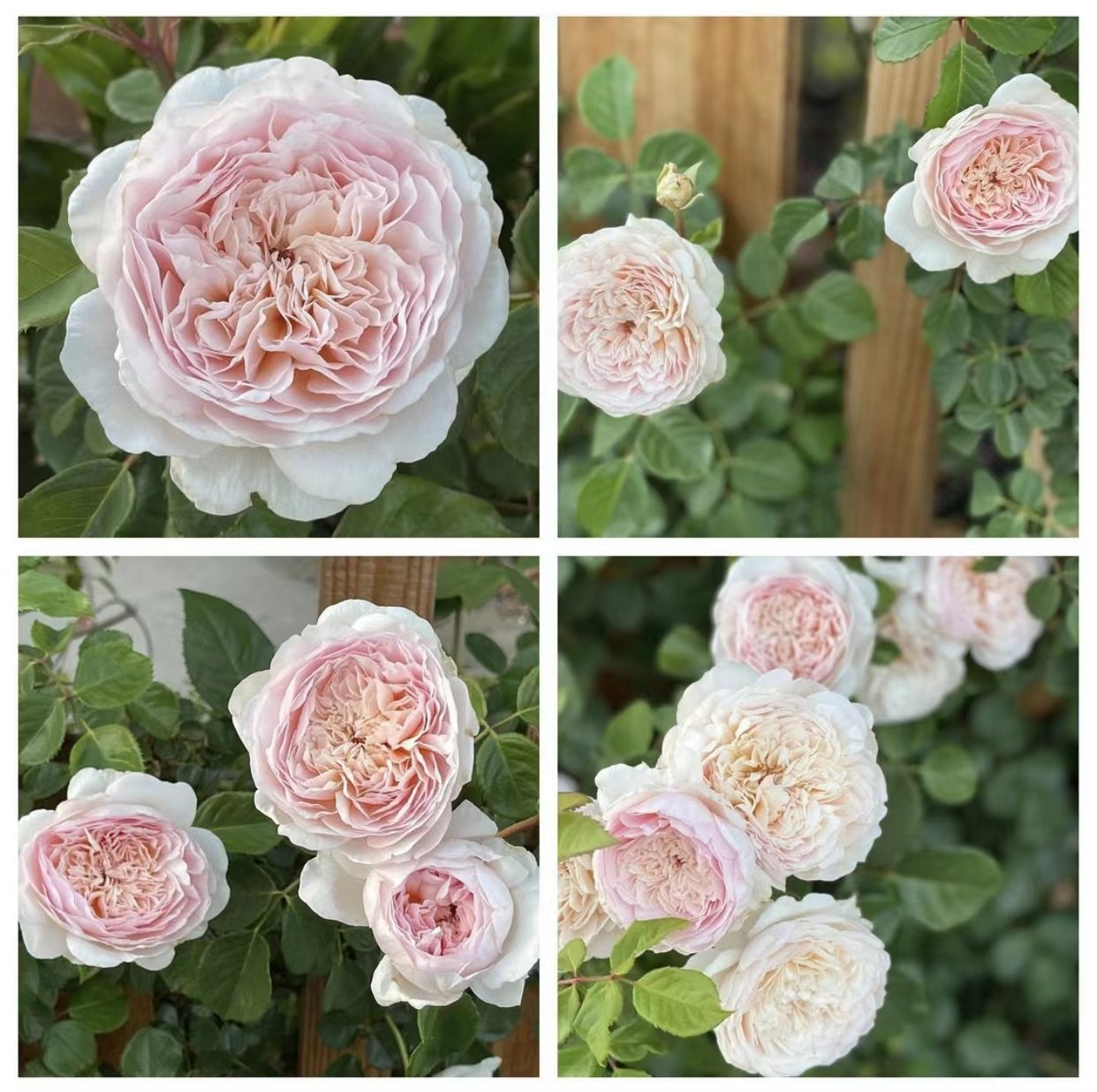 新品 艾米丽勃朗特 月季花苗 大花灌木多头勤花浓香庭院阳台盆栽,鲜花速递/花卉仿真/绿植园艺,月季/蔷薇/玫瑰,淘宝优惠券,粉丝福利购,淘宝优惠卷