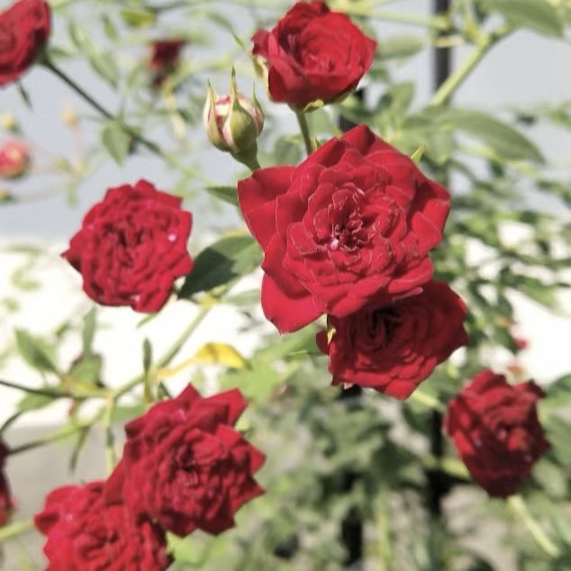 藤本 泰国小妹/红色瀑布 月季花苗 微型地被月季爬藤垂吊铺地地栽