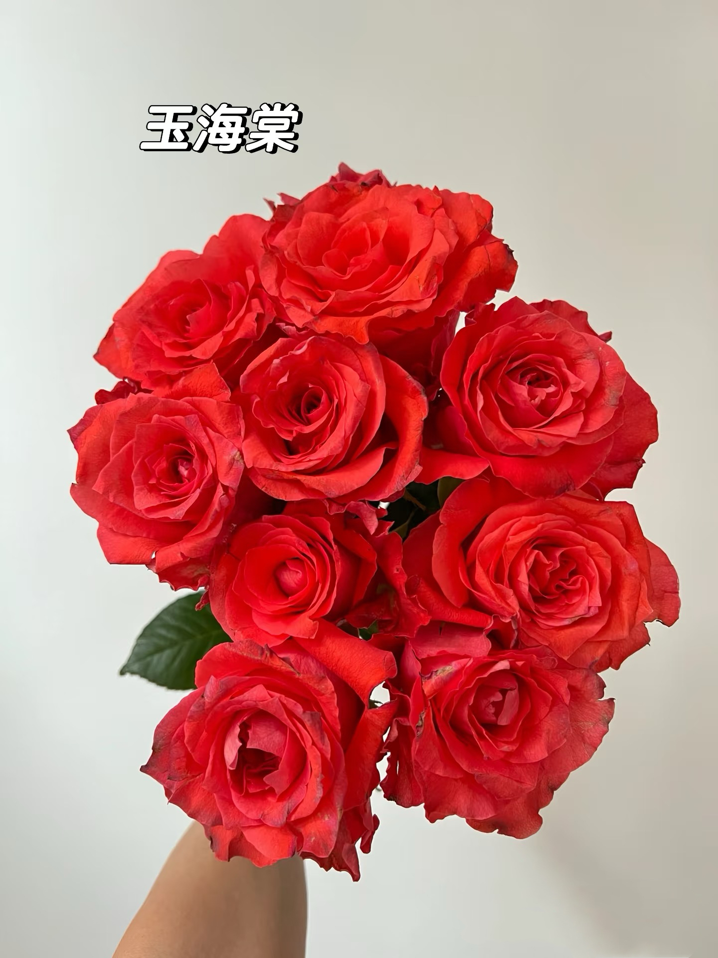 新品【玉海棠】月季花苗高角杯切花橘红色庭院阳台盆栽多季开花