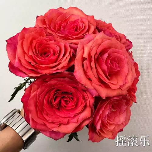 康斯坦/摇滚乐/康斯坦扎 月季花苗切花月季多季阳台庭院盆栽