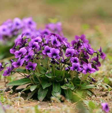 紫花地丁中草药冬季种花种子四季易种易活药材冬天种