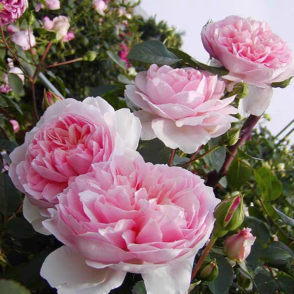 新品 漂亮玉兔/优雅长裙 月季花苗 大花勤花灌木月季庭院阳台盆栽