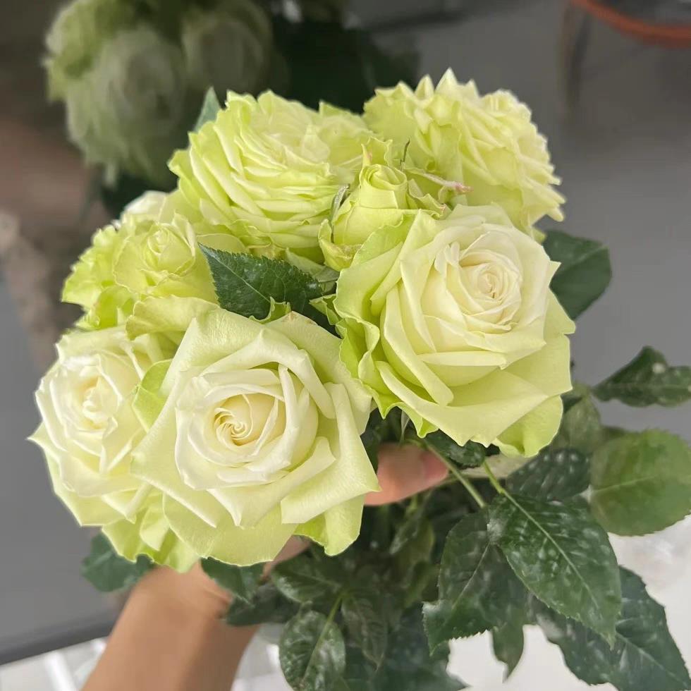 浪漫格林/绿色浪漫 月季花苗 切花灌木大花月季勤花庭院阳台盆栽