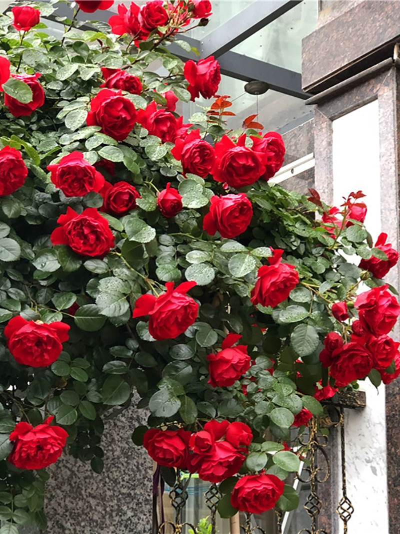 佛罗伦蒂娜月季扦插花苗红色庭院拱门耐寒好养蔷薇爬墙藤本
