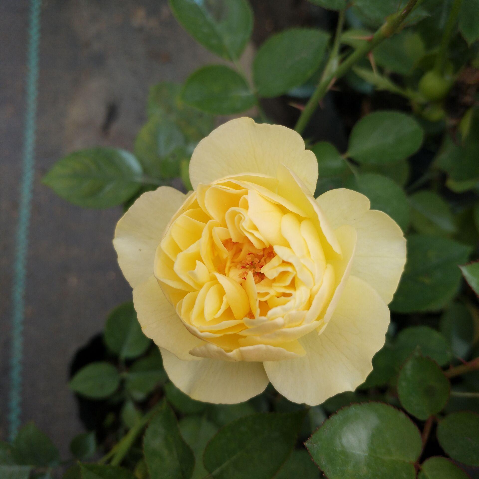 新品 颖火虫 月季花苗 包子型灌木重瓣多头勤花月季 庭院阳台盆栽