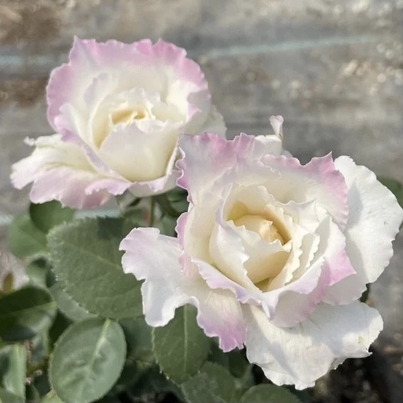 乐柏 月季花苗 河本系列 浓香大花灌木月季勤花 阳台庭院盆栽