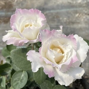 乐柏 月季花苗 河本系列 浓香大花灌木月季勤花 阳台庭院盆栽