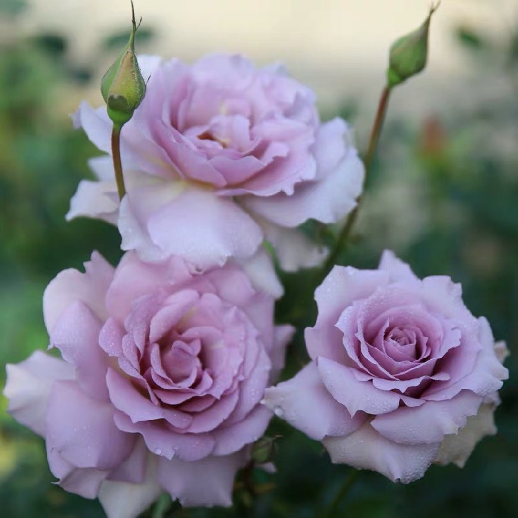 新品 新浪潮 月季花苗日月大花灌木多头勤花浓香玫瑰庭院阳台盆栽,鲜花速递/花卉仿真/绿植园艺,月季/蔷薇/玫瑰,淘宝优惠券,粉丝福利购,淘宝优惠卷