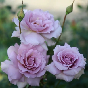 新品 新浪潮 月季花苗日月大花灌木多头勤花浓香玫瑰庭院阳台盆栽