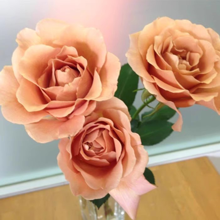新品 漂亮着装 月季花苗 复古色系 灌木勤花 淡香盆栽阳台庭院