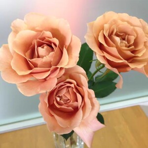 新品 漂亮着装 月季花苗 复古色系 灌木勤花 淡香盆栽阳台庭院