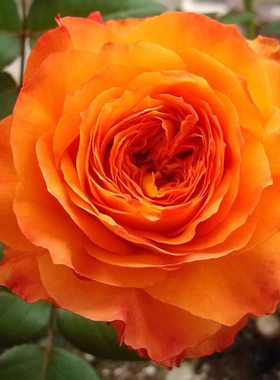 新品 橙色浪漫 月季花苗勤花大花直立玫瑰 浪漫橙色月季 盆栽庭院