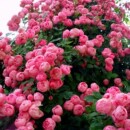扦插花苗藤本欧月爬藤攀援植物花卉庭院花园多季 艾拉绒球月季 玫瑰